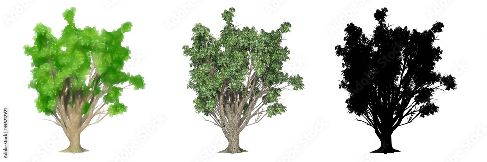 et or collection of Amur Cork trees, painted, natural and as a black silhouette on white background. Concept or conceptual 3d illustration for nature, ecology and conservation, strength