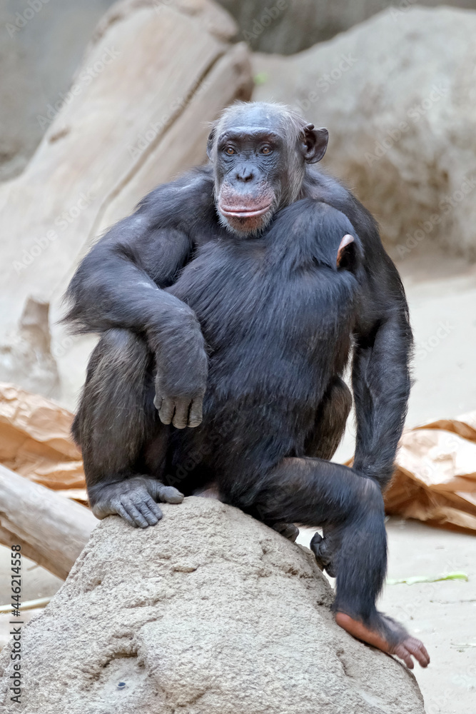 Westafrikanischer Schimpanse ( Pan troglodytes verus ). Westafrikanischer Schimpanse ( Pan troglodytes verus ).