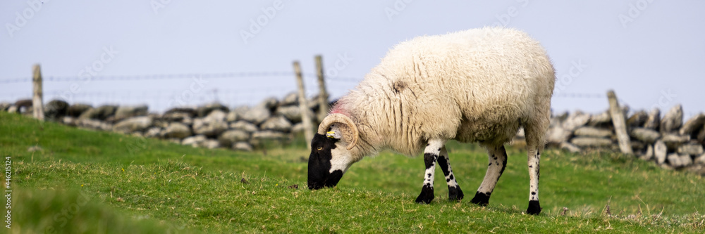 Sheep eating grass on fenced field in Ireland, panorama Sheep eating grass on fenced field in Ireland, panorama