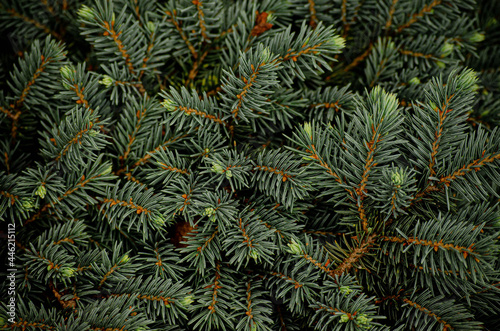 Fotografie background of fir branches