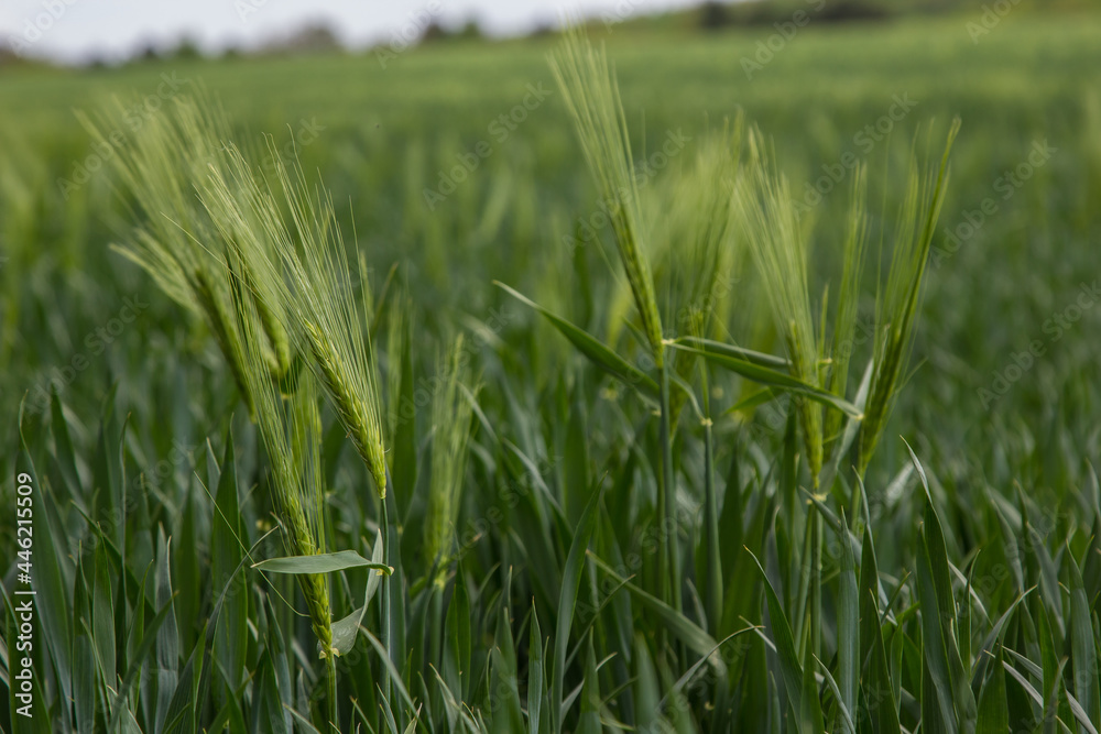 spikelets of green rye grow in the field of the farm in summer spikelets of green rye grow in the field of the farm in summer