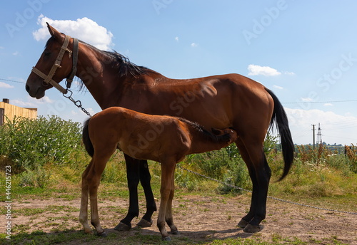 stallion with a mare grazing in a meadow. countryside. summer.