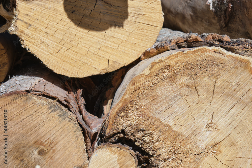 sawn trees, logs for sawing for firewood sawn trees, logs for sawing for firewood