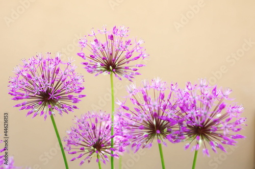 Purple allium bulbs flower background close-up