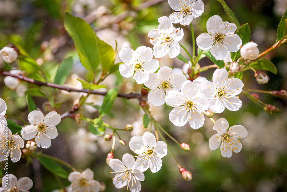 The unfolded flowers of the apple tree in the rays of sunlight. The unfolded flowers of the apple tree in the rays of sunlight.