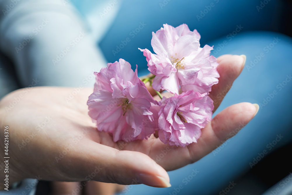 Female hand with inflorescence of delicate pink sakura flowers Female hand with inflorescence of delicate pink sakura flowers