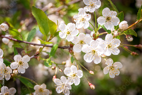 The unfolded flowers of the apple tree in the rays of sunlight. © Андрей Иванов