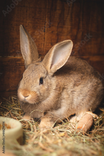 Red Domestic rabbit eating straw in a wooden hutch and well fed for later killing. Oryctolagus cuniculus domesticus with big ears enjoys the crunchy straw