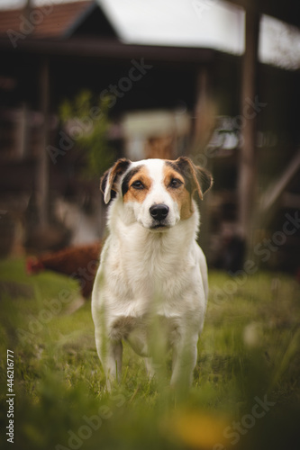 protective Jack Russell Terrier with a calm and affectionate expression stands in the middle of the road on a farm and watches over all the animals. Has its origins in fox hunting © Fauren