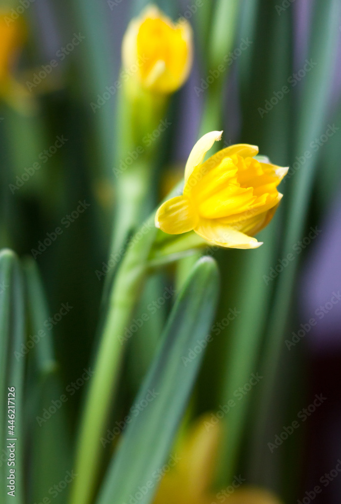 Obraz premium Yellow Narcissus flowers