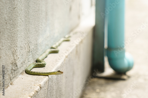 The golden tree snake (Chrysopelea ornata) was slithering along the wall. photo