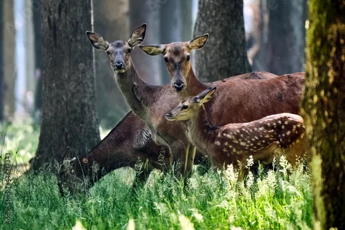 Obraz Rotwild ( Cervus elaphus ).