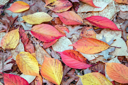The different colours of autumn leaves on the ground