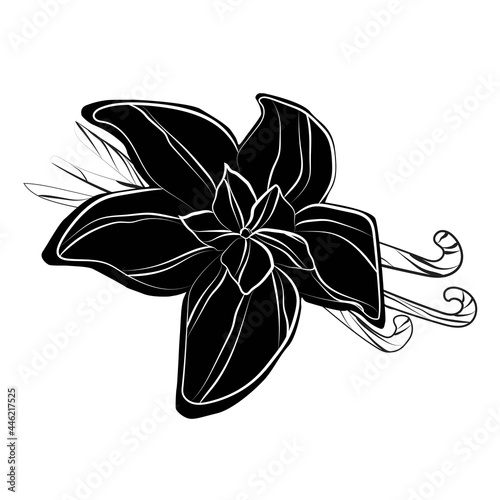 Elegant Outline vanilla with on white background.