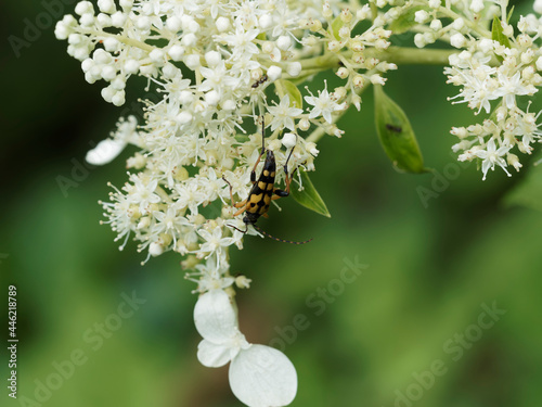 Rutpela maculata | Lepture tacheté.e ou strangalia tachetée, coléoptère au corps allongé, élytres et pattes jaune et noire avec de longues cornes ou antennes annelées photo