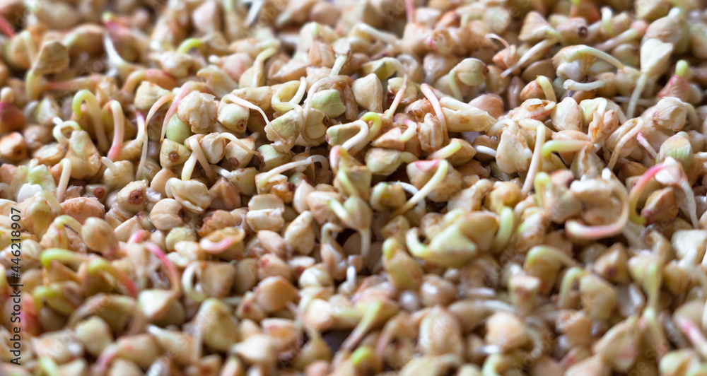 Sprouting of the seeds (buckwheat seeds) Sprouting of the seeds (buckwheat seeds)