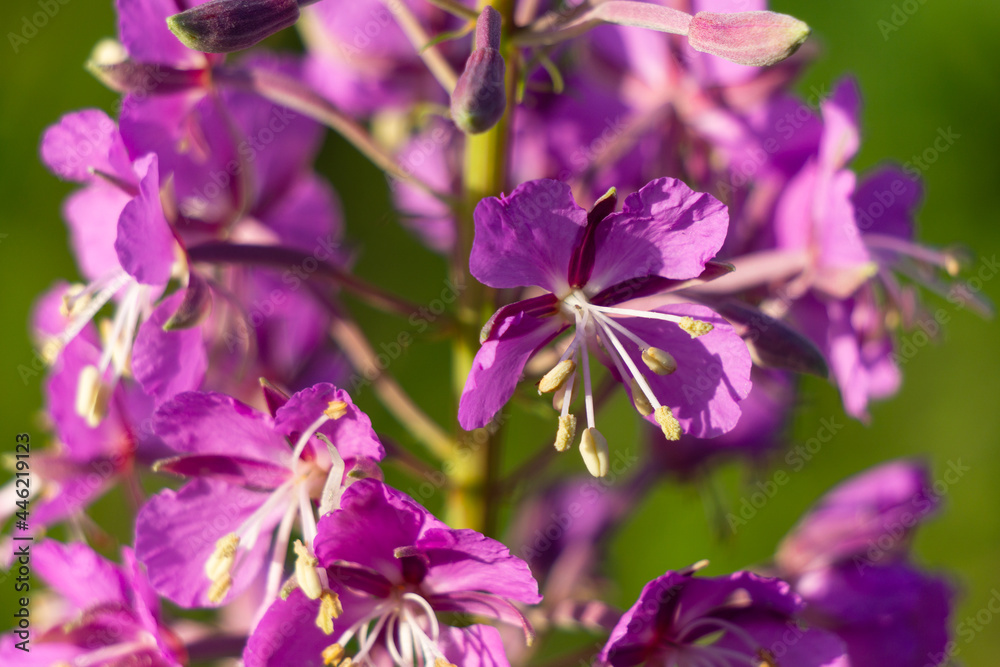 Flowers of willow-tea close-up. Chamaenerion blooms in the field.