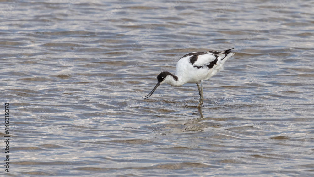 Fototapeta premium A beautiful Avocet, wading bird, in water