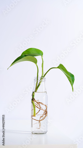 Young shoots of Golden pothos,Epipremnum aureum rooted in transparent glass bottle in water.Propagating pothos plant Devils Ivy,Ivy Arum,Ceylon Creeper from leaf cutting in water.Copy space.