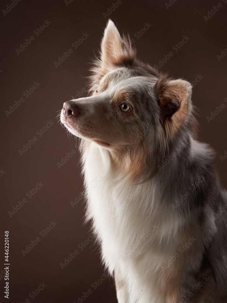 portrait of a dog on on brown background. marble fawn border