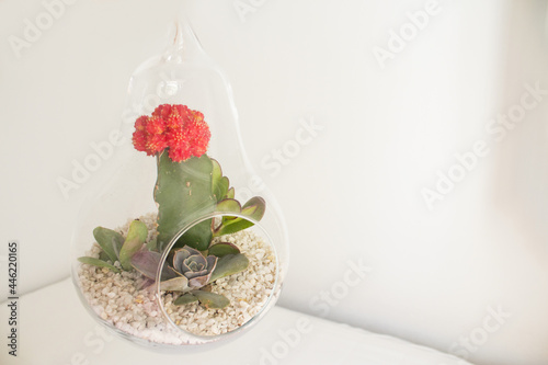 Fotografie Succulent plant terrarium inside a glass pear
