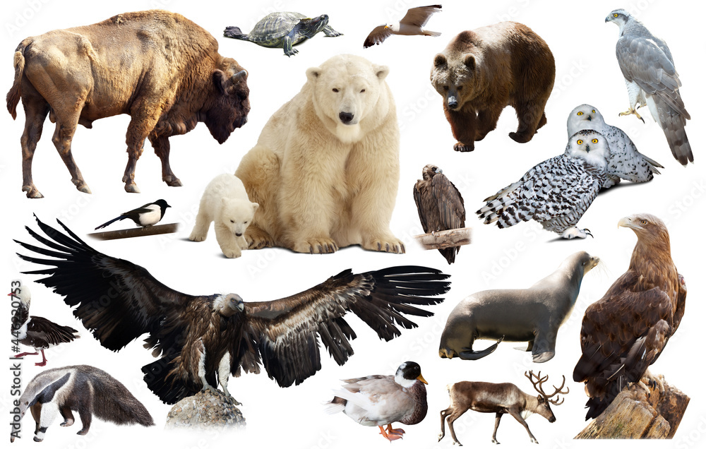 Set of brown bear and other North American animals. Isolated on white background with shade