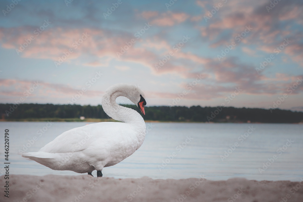 swans on the lake