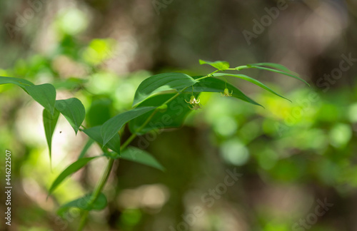 Streptopus amplexifolius is a rare plant of the high mountain Carpathian forests. Streptopus amplexifolius  twistedstalk  clasping twistedstalk  is a flowering plant in the Liliaceae family.