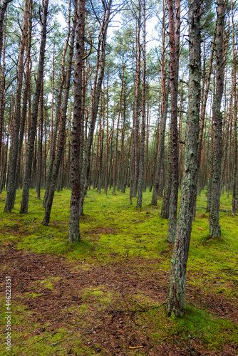 An image of a dancing forest on the Curonian Spit in the Kaliningrad region in Russia.