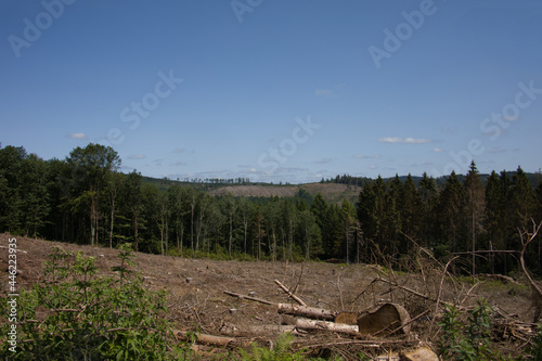Damaged coniferous forest