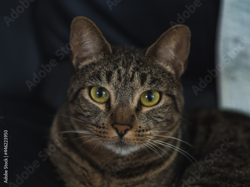 Attentive gaze cat portrait ready to hunt with copy space