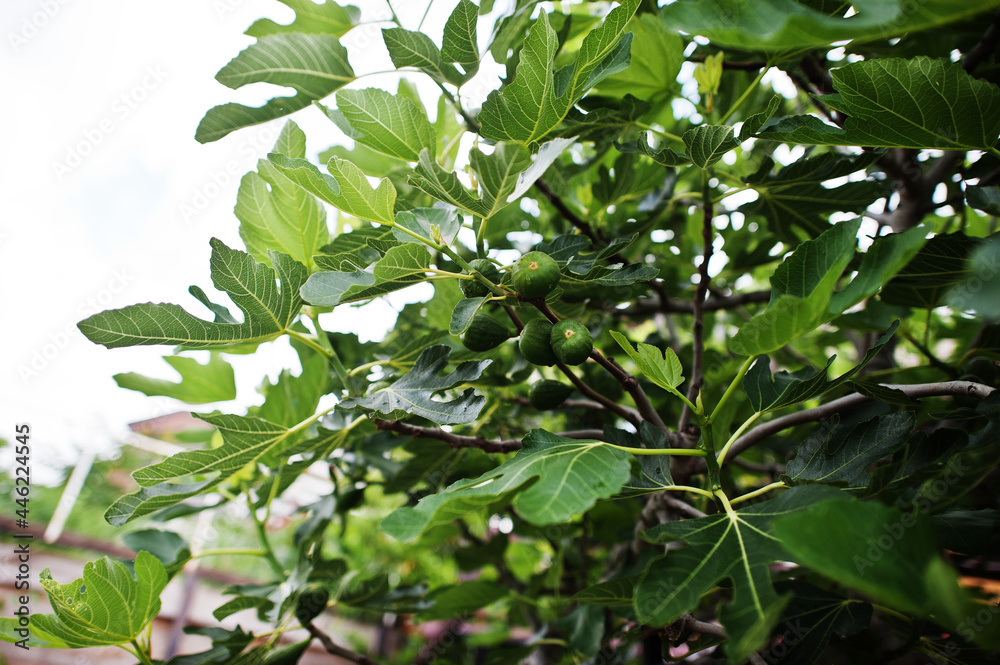 Green fig tree in the old city Nesebar.