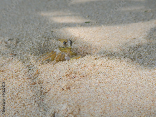 crab on the sand