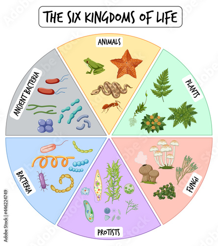 Information poster of six kingdoms of life