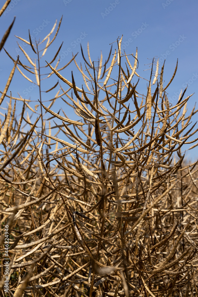 Fototapeta premium Vertical image of ripe harvest of rapeseed against blue sky