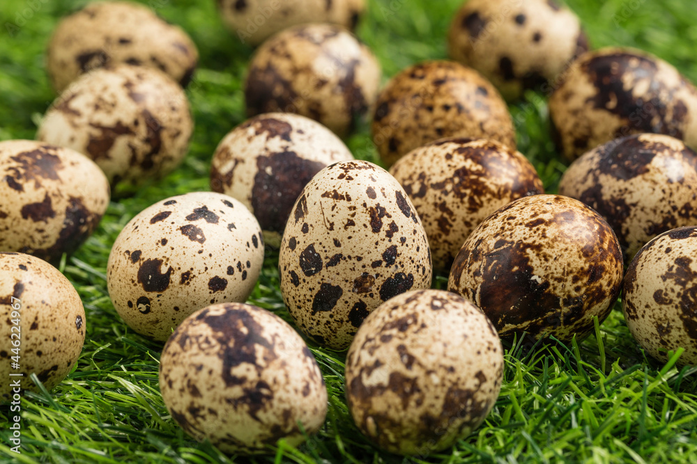 Fototapeta premium Small but nutritious quail eggs