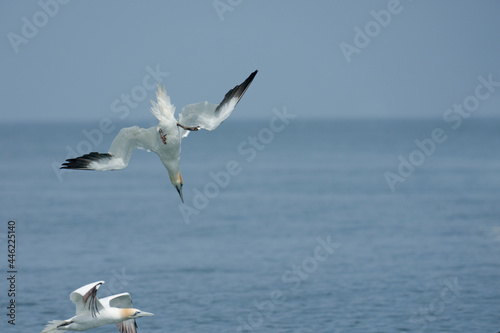 Gannet, Morus bassanus © Erni