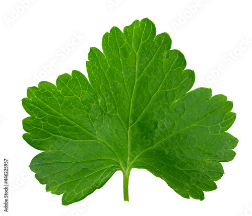 black currant leaf isolated on white background. macro. clipping path