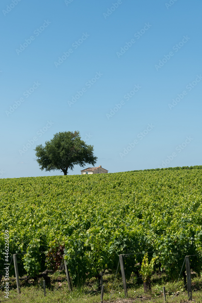 Obraz premium MEDOC (Gironde, France), cabane de vigneron dans les vignes