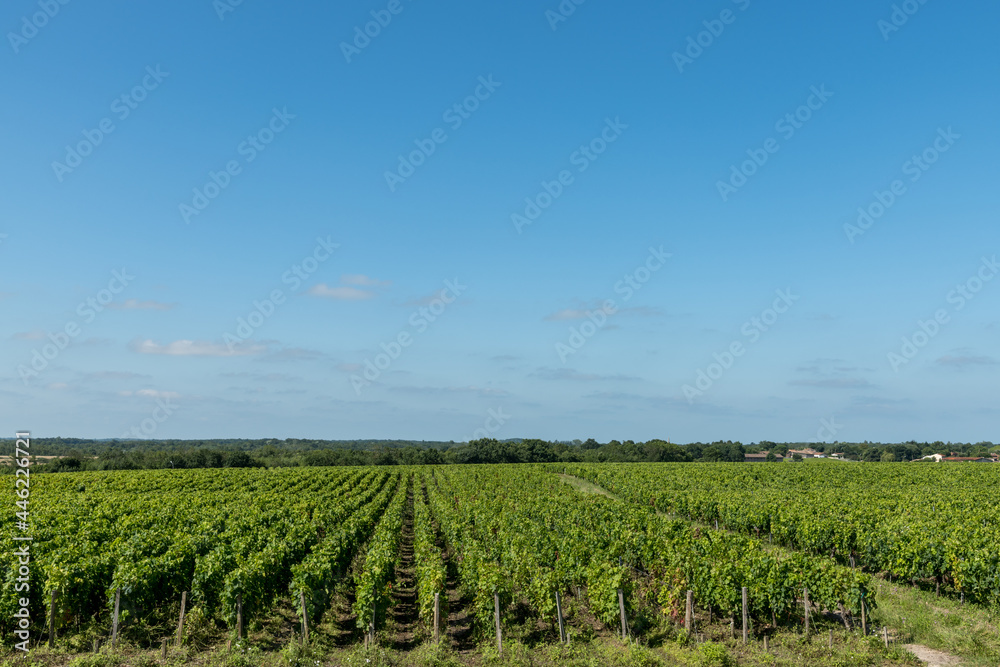MEDOC (Gironde, France), paysage de vignes