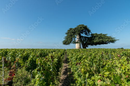 Tableau sur toile MEDOC (Gironde, France), ancienne tour dans les vignes