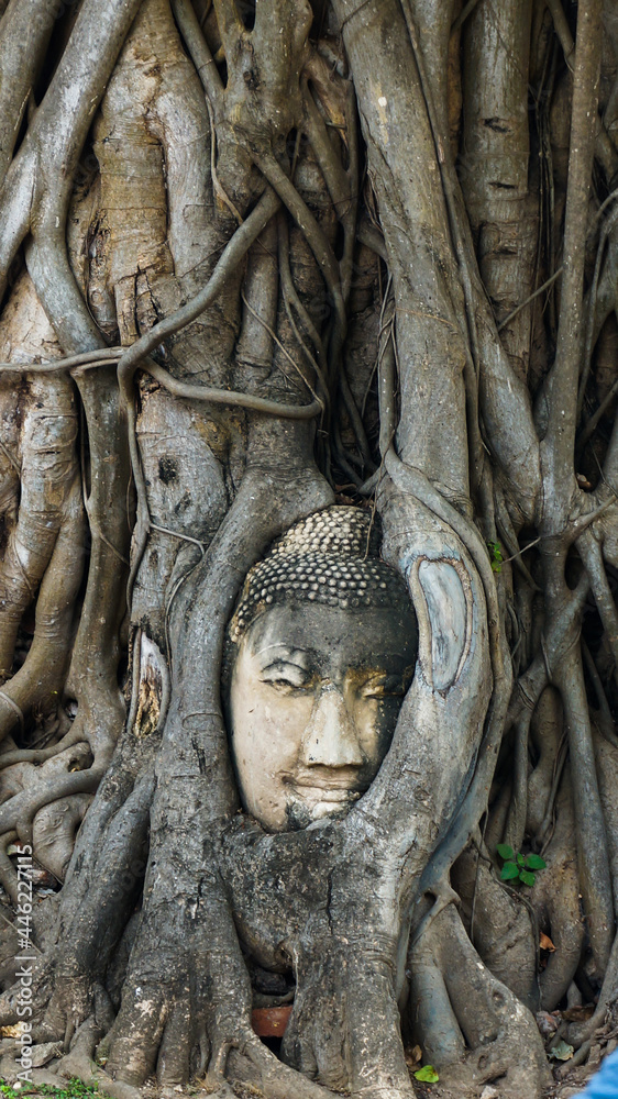 Buddha head encased in tree roots