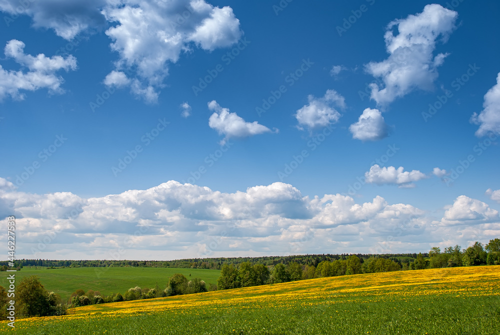 Summer, rural landscape. The field of yellow dandelions and on the back background a blue sky with white heap clouds