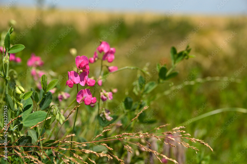 blooming wild bean plant close up blooming wild bean plant close up