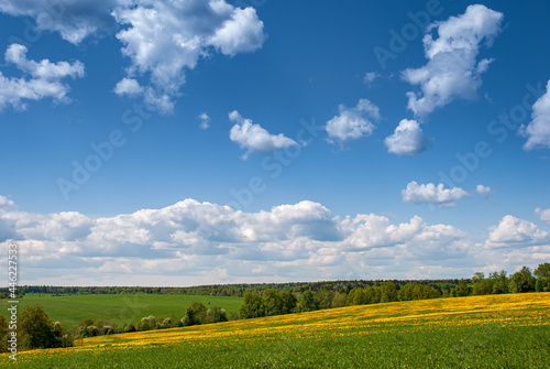 Summer, rural landscape. The field of yellow dandelions and on the back background a blue sky with white heap clouds