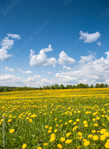 Summer, rural landscape. The field of yellow dandelions and on the back background a blue sky with white heap clouds