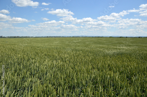 green wheat field in bright spring day