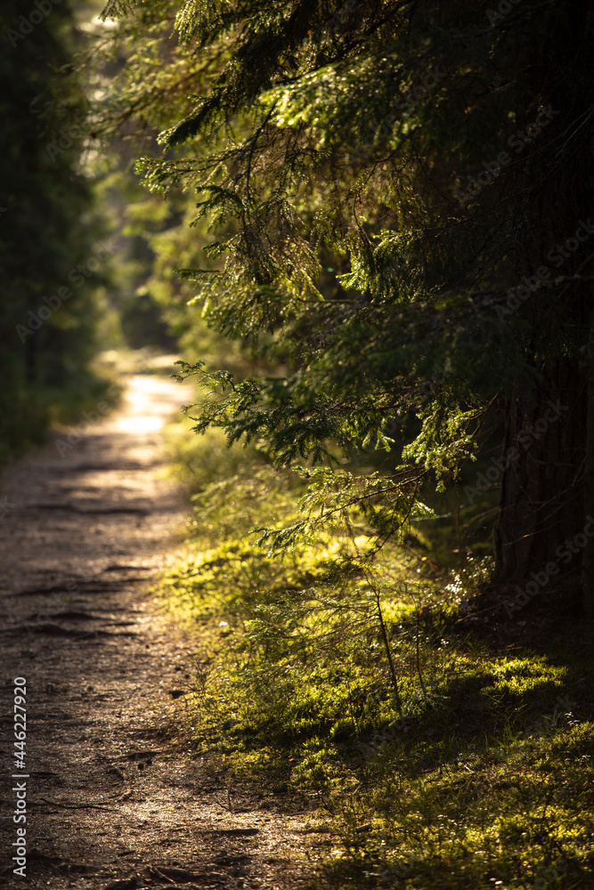 Obraz premium sunlight in the evening forest