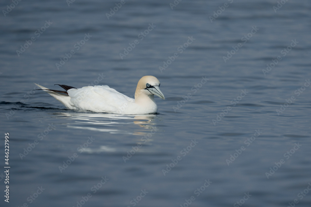 Gannet, Morus bassanus