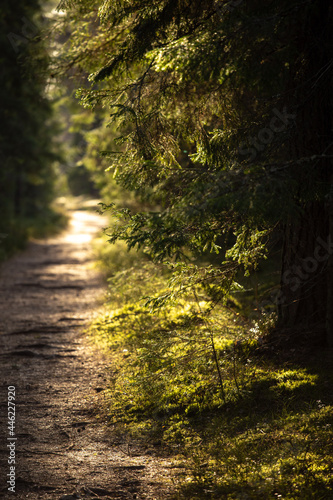 Fototapeta Naklejka Na Ścianę i Meble -  sunlight in the evening forest